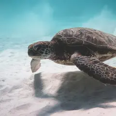 Żółwie caretta caretta - Wielkie i długowieczne zwierzęta morskie