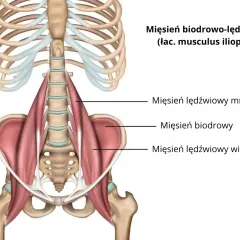 Ból mięśnia biodrowo-lędźwiowego: 5 skutecznych metod rozciągania