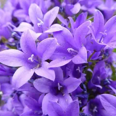  Campanula dzwoneczki doniczkowe - piękne fioletowe kwiaty do ogrodu