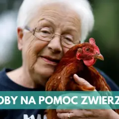 Jak skutecznie pomagać zwierzętom: 6 sposobów na realną pomoc
