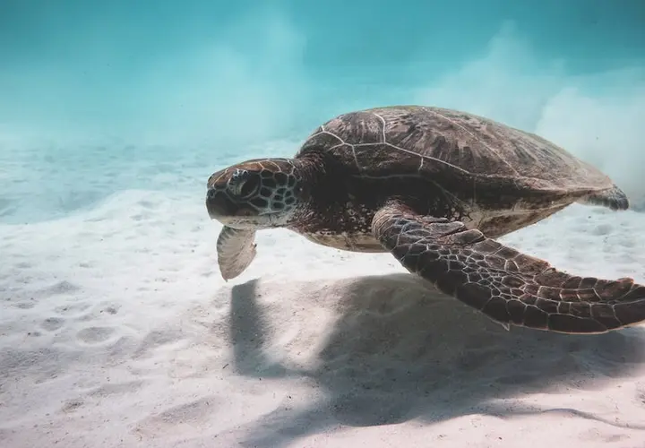 Żółwie caretta caretta - Wielkie i długowieczne zwierzęta morskie