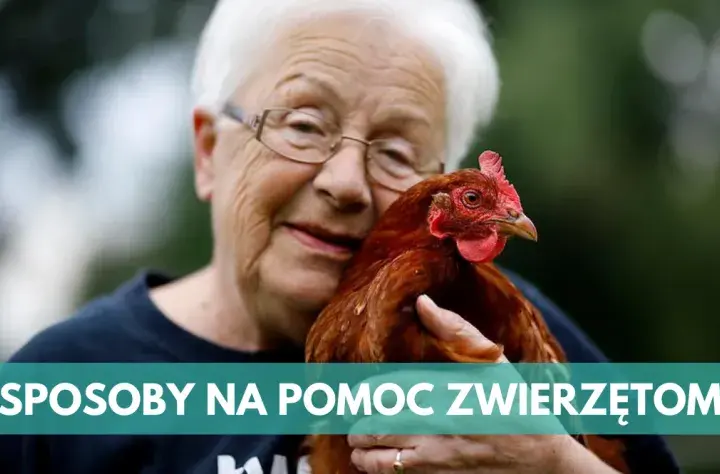 Jak skutecznie pomagać zwierzętom: 6 sposobów na realną pomoc