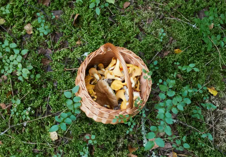 Ukryte właściwości zdrowotnych z grzybów: Czy znasz je wszystkie?
