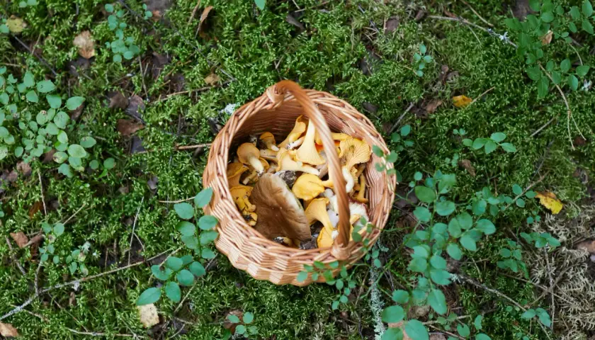 Ukryte właściwości zdrowotnych z grzybów: Czy znasz je wszystkie?