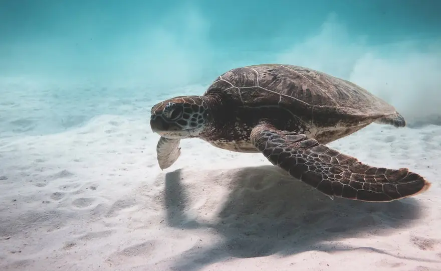 Żółwie caretta caretta - Wielkie i długowieczne zwierzęta morskie