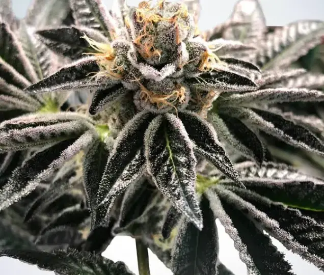 Gelato weed medycznie? 5 przypadłości, w których może dawać ukojenie