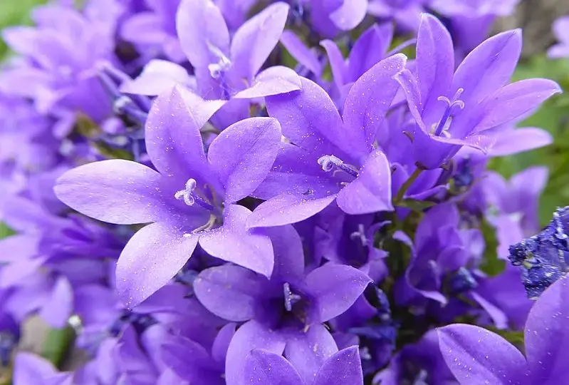  Campanula dzwoneczki doniczkowe - piękne fioletowe kwiaty do ogrodu