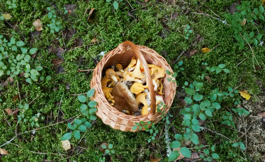 Ukryte właściwości zdrowotnych z grzybów: Czy znasz je wszystkie?