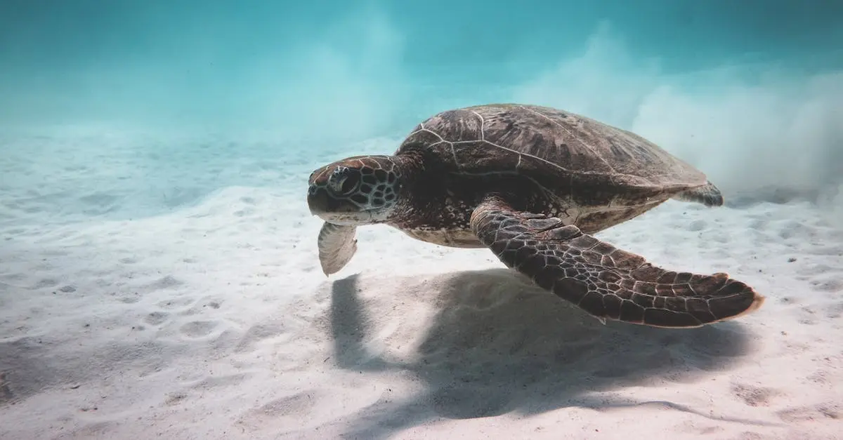 Żółwie caretta caretta - Wielkie i długowieczne zwierzęta morskie